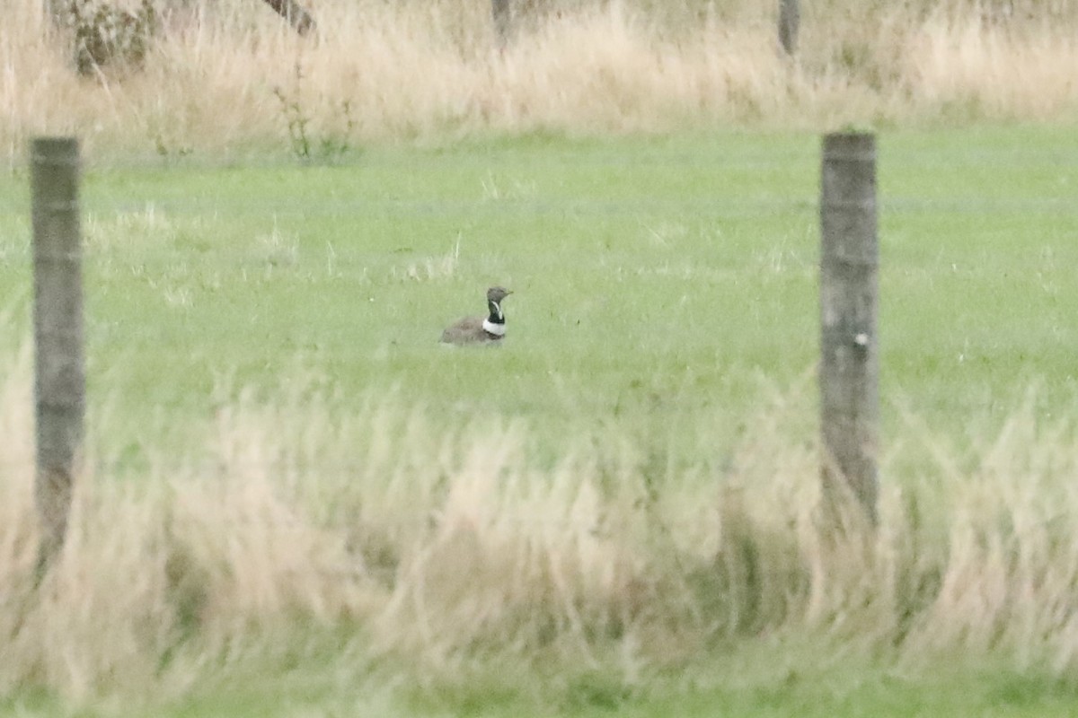 Little Bustard - Matthew Mellor