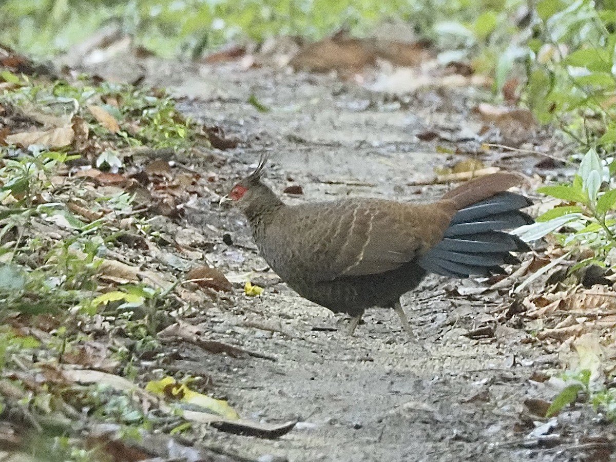 Kalij Pheasant - ML581936381