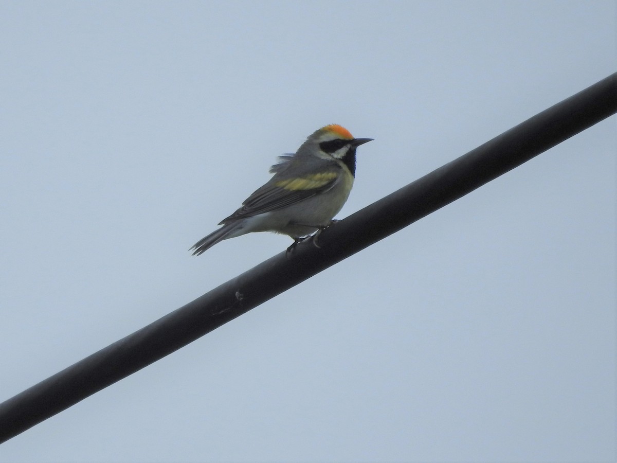 Golden-winged Warbler - Mark S. Hoffman