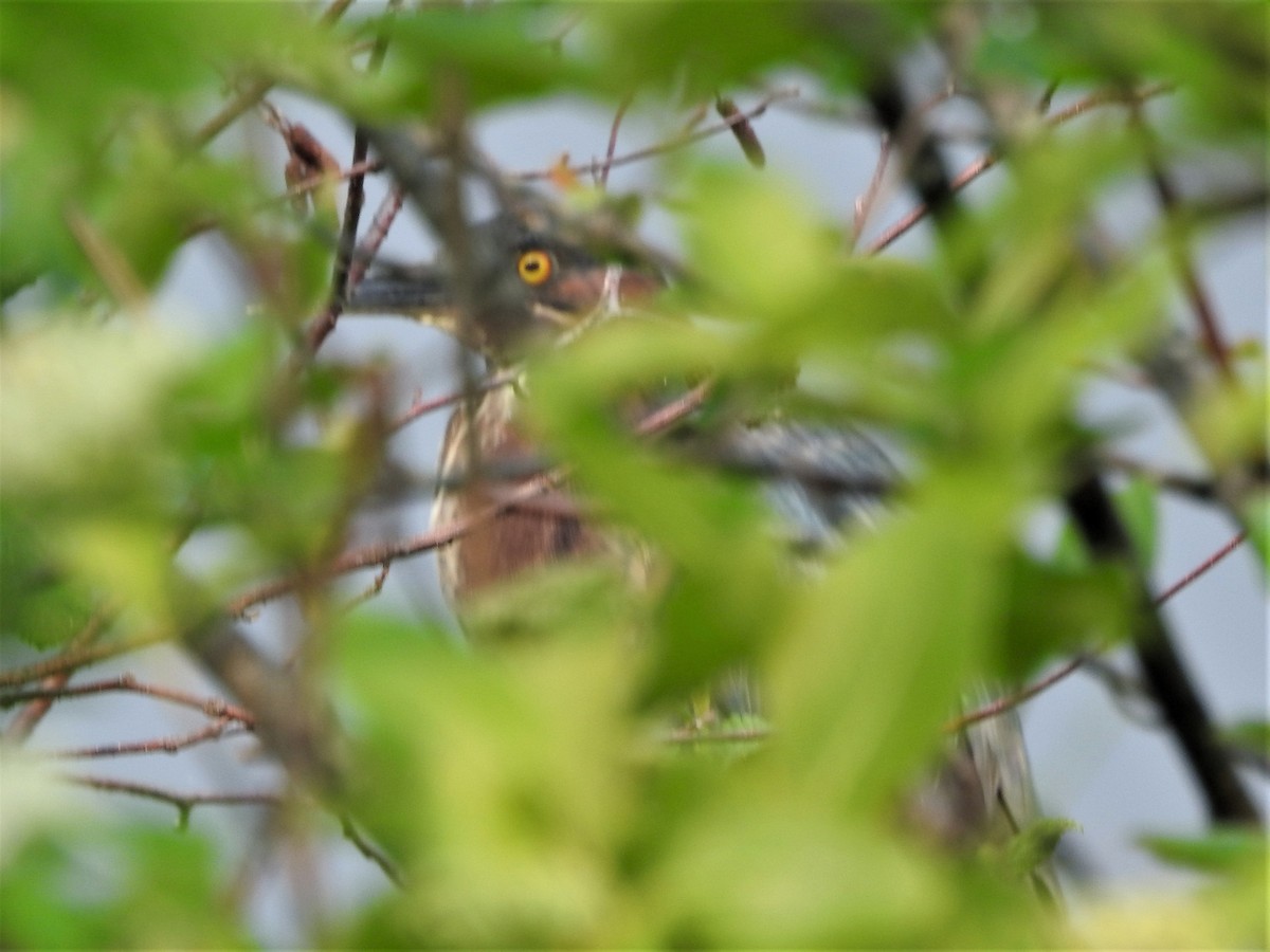 Green Heron - Mark S. Hoffman