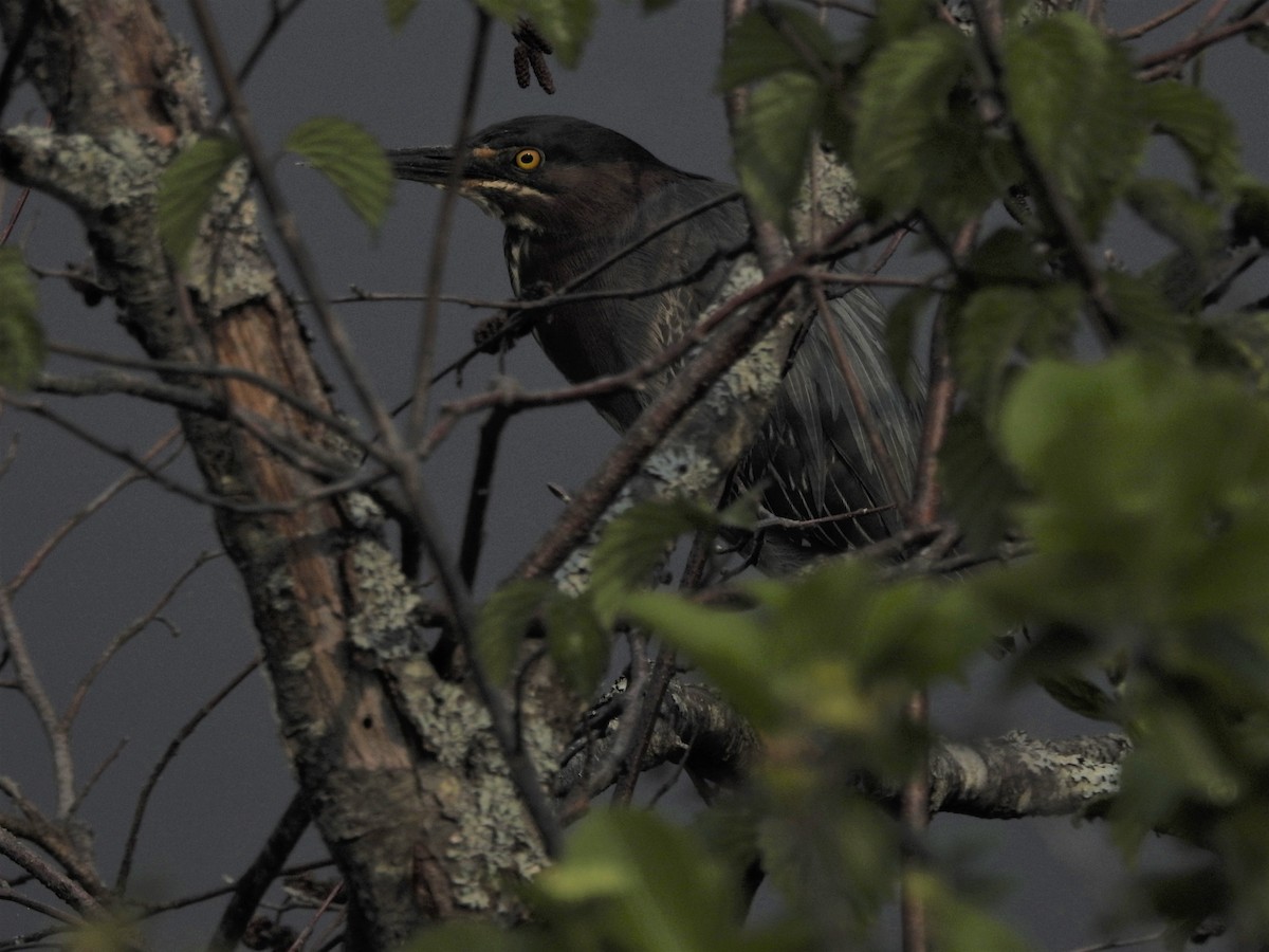 Green Heron - Mark S. Hoffman