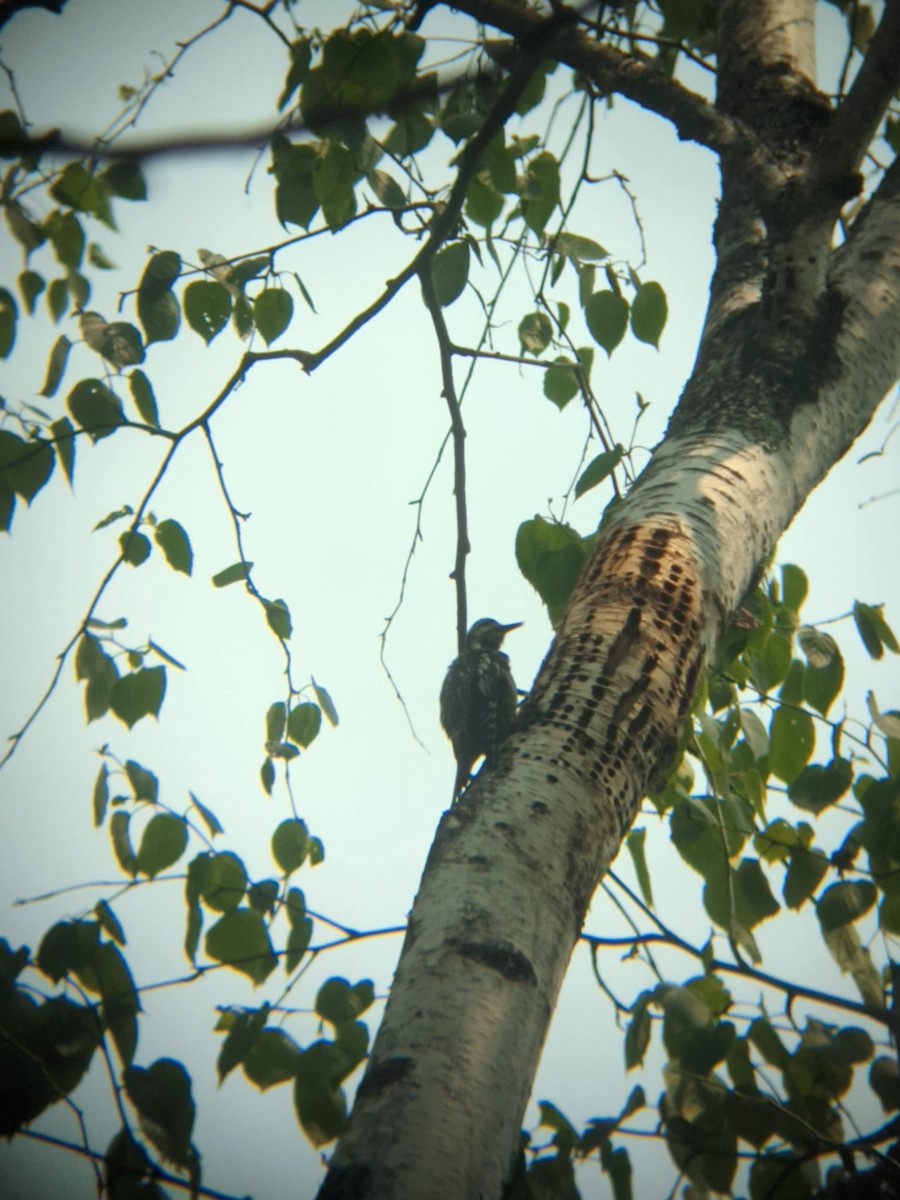 Yellow-bellied Sapsucker - ML581938251