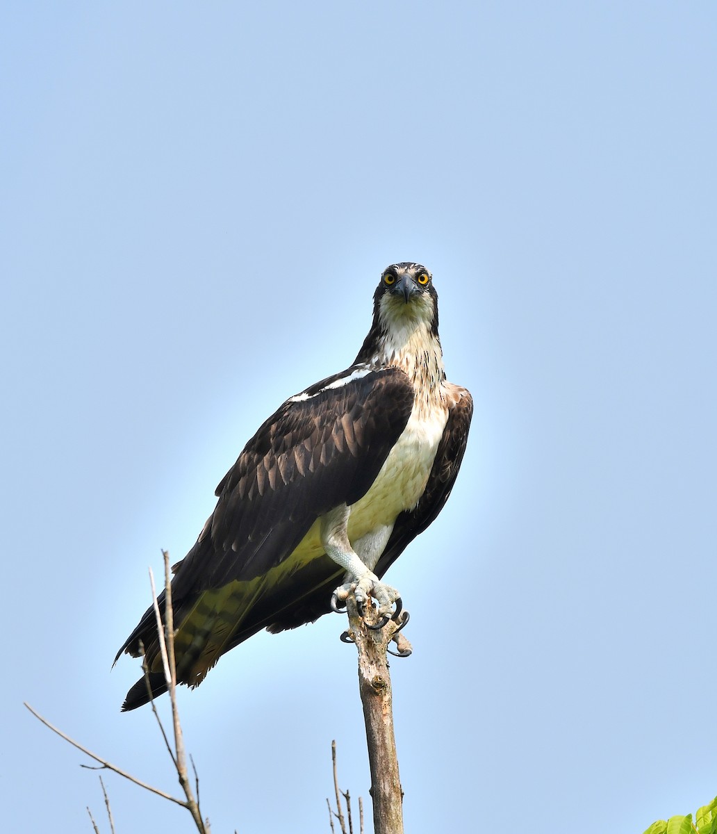 Osprey - Jaime Thomas