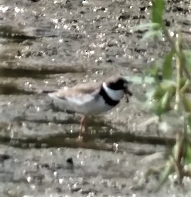 Semipalmated Plover - ML581939301