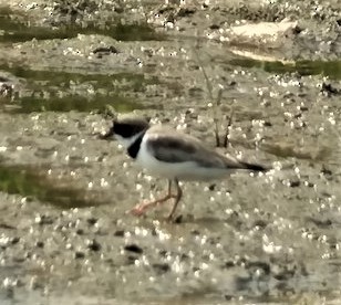 Semipalmated Plover - ML581939571
