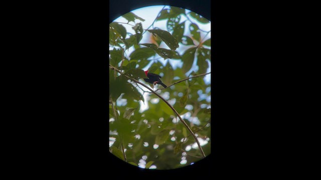 Scarlet-horned Manakin - ML581939791