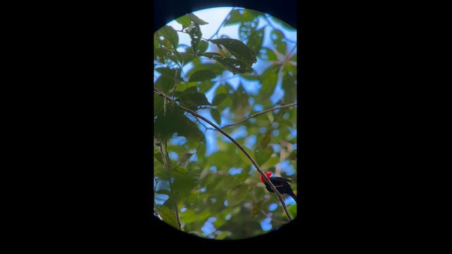 Scarlet-horned Manakin - ML581939861