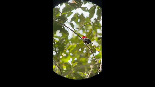 Scarlet-horned Manakin - ML581940011