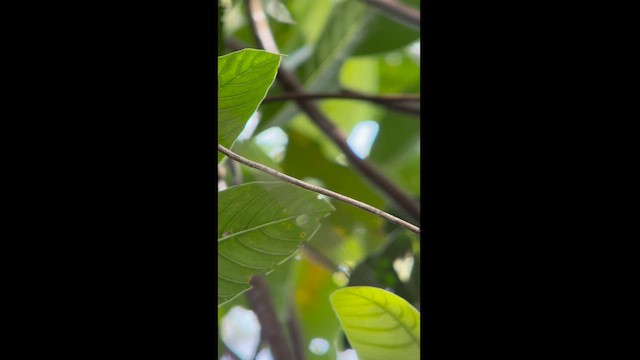 Scarlet-horned Manakin - ML581940031