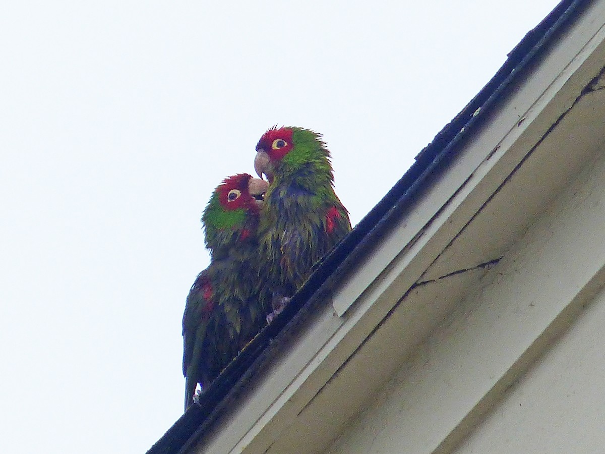 Red-masked Parakeet - ML581940211