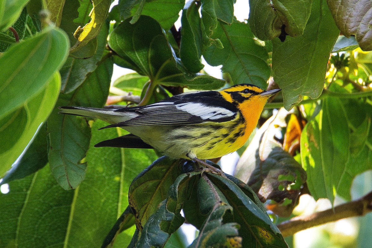 Blackburnian Warbler - Esteban Ros