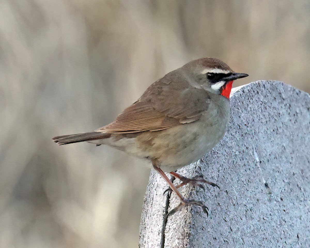 Siberian Rubythroat - David McQuade