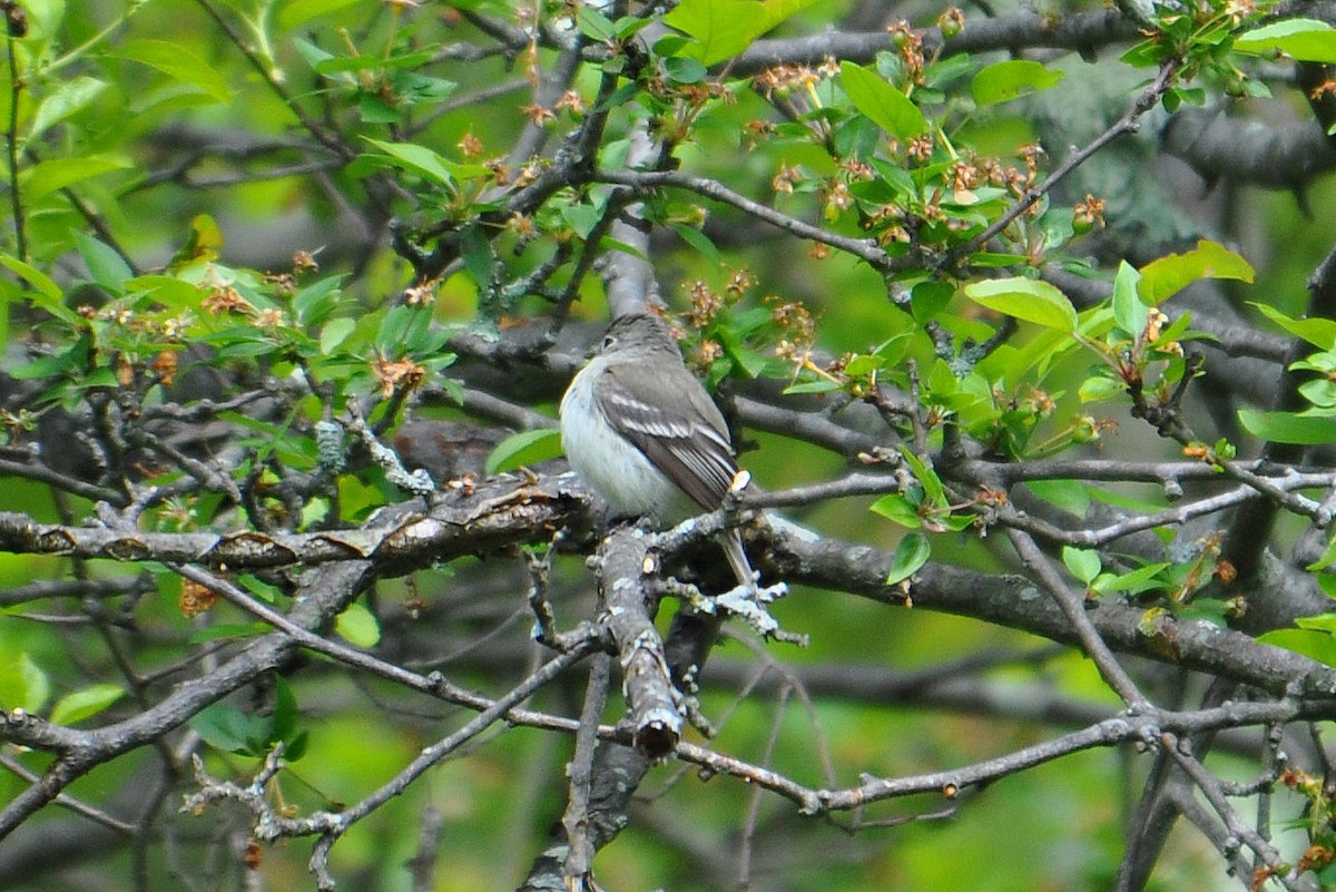 Least Flycatcher - ML58194331