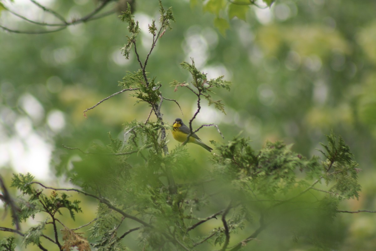 Canada Warbler - ML581944071