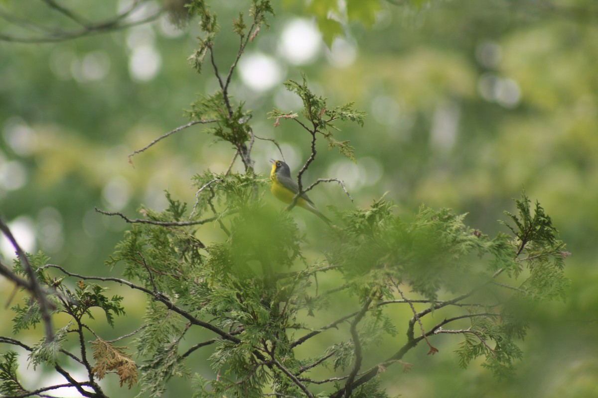 Canada Warbler - ML581944091