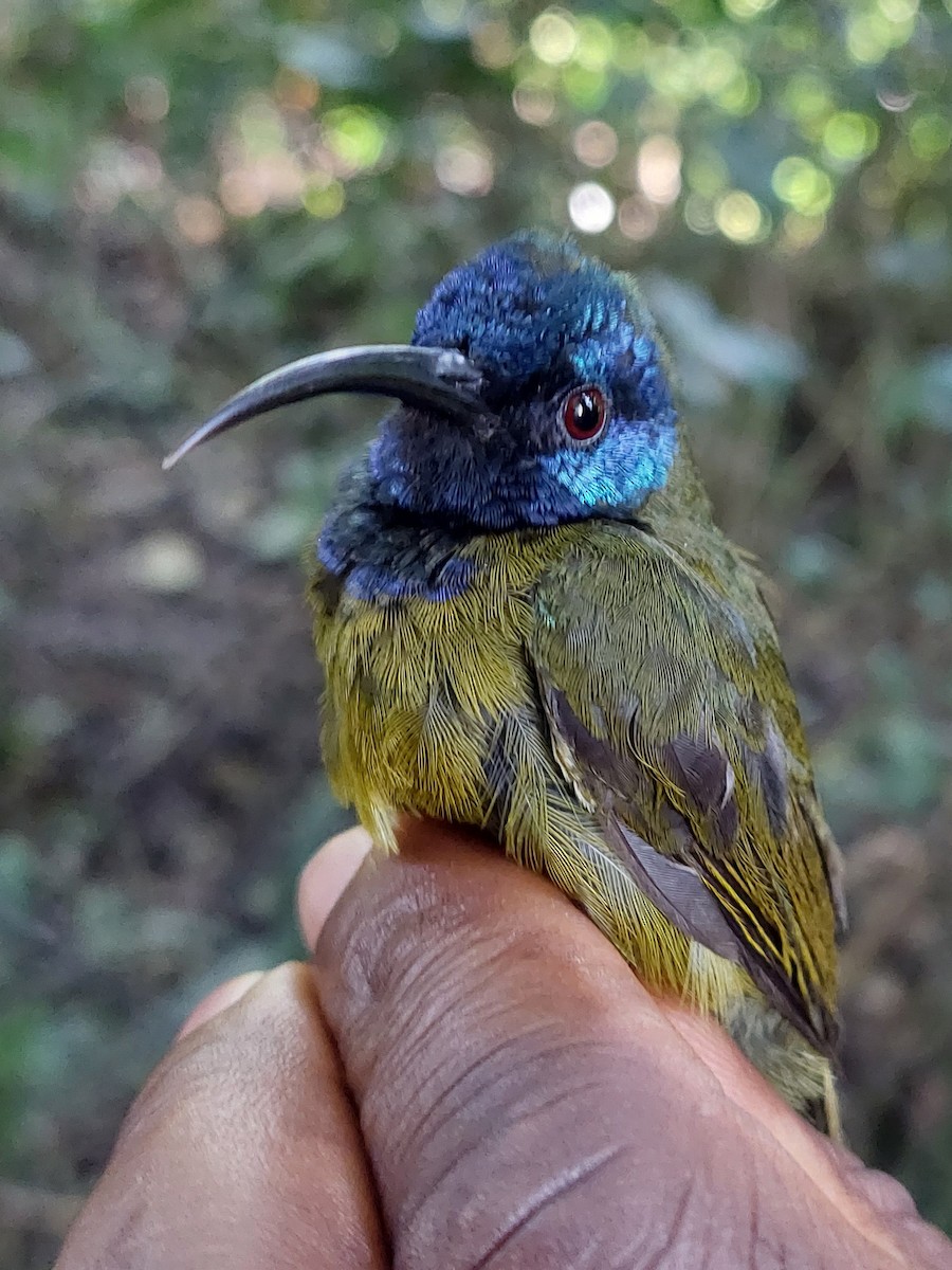 Cameroon Sunbird - ML581944701