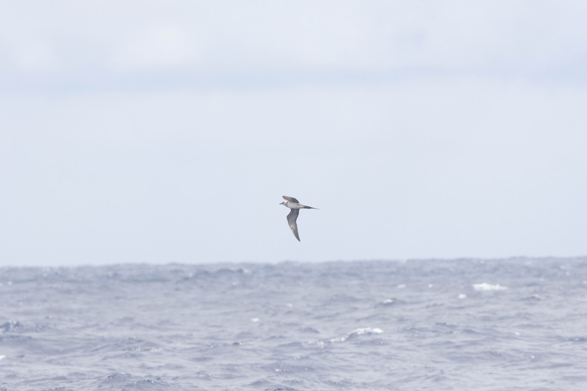 Long-tailed Jaeger - ML581944731