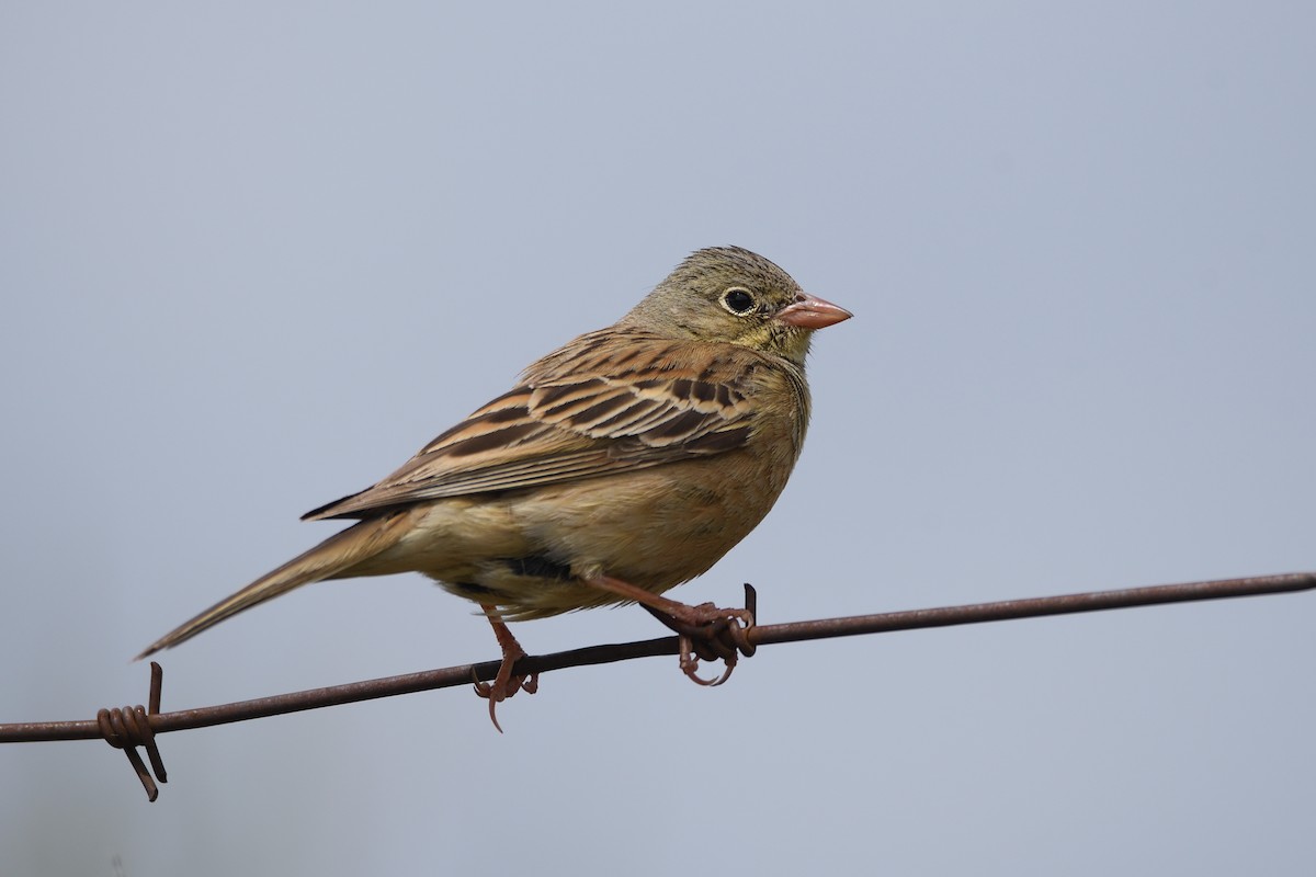 Ortolan Bunting - Santiago Caballero Carrera