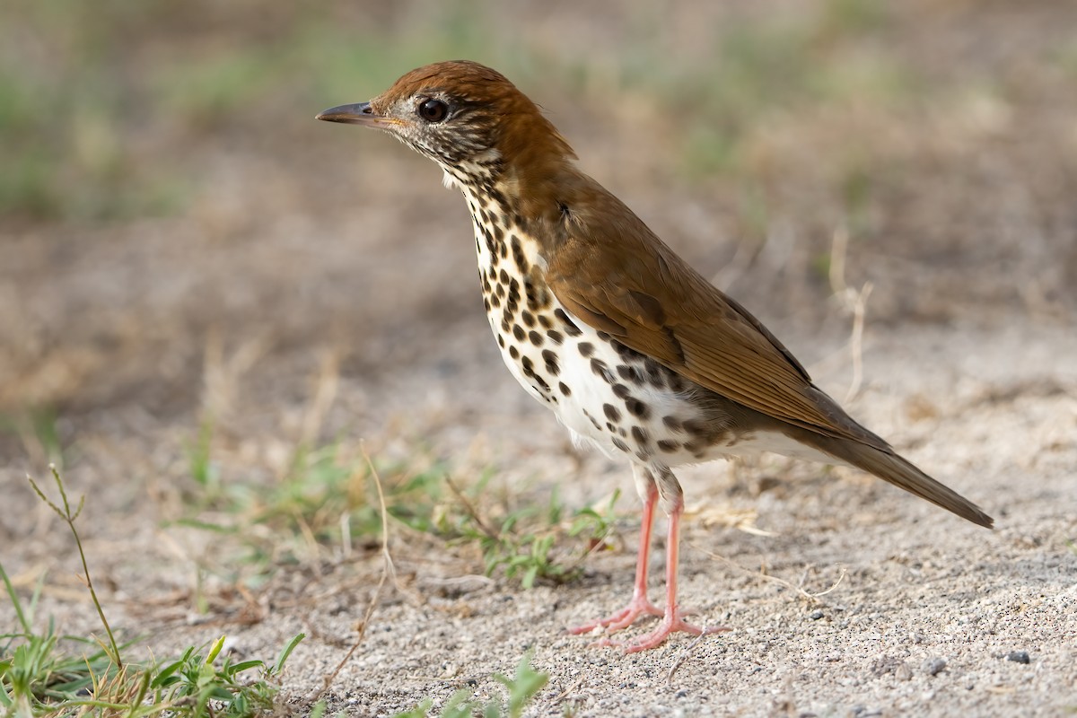 Wood Thrush - ML581946101