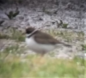 Semipalmated Plover - ML581946141
