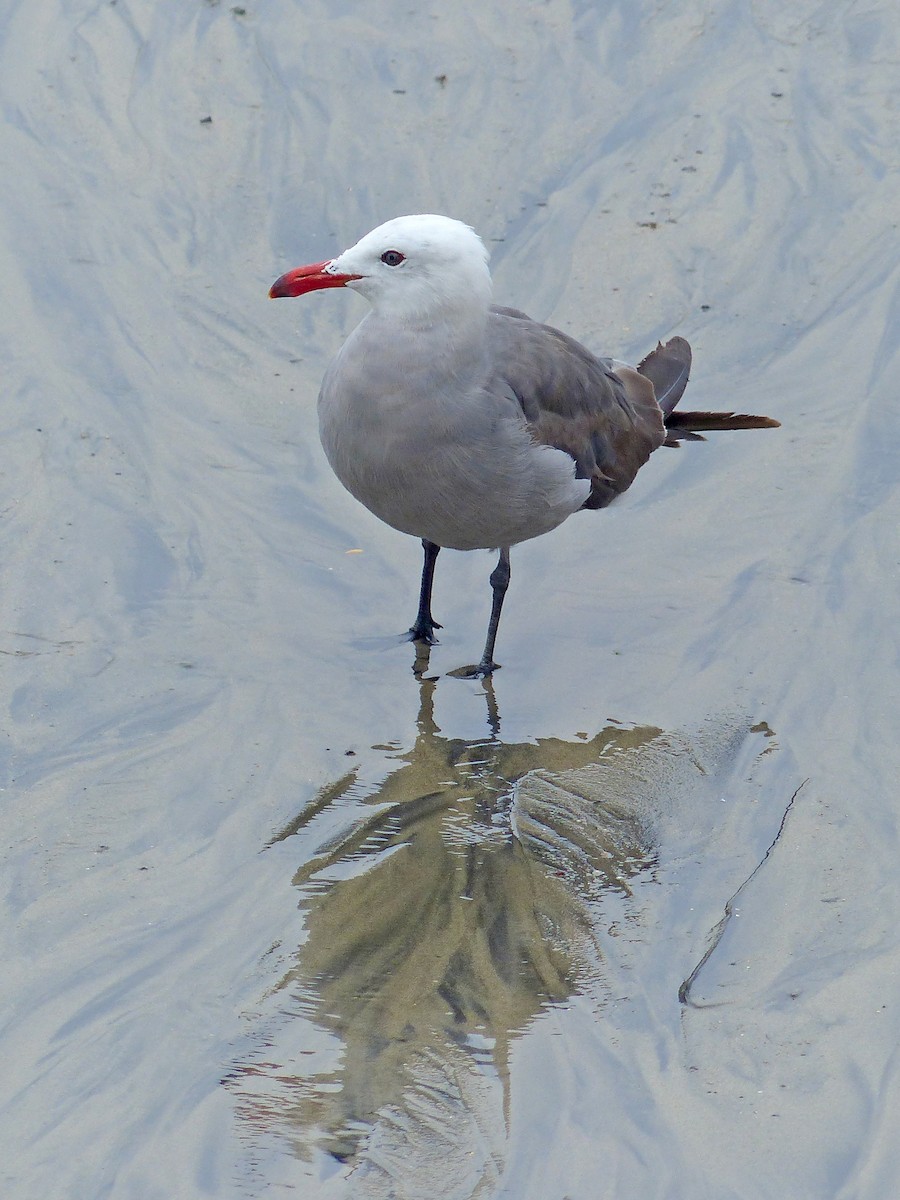 Heermann's Gull - ML581946371