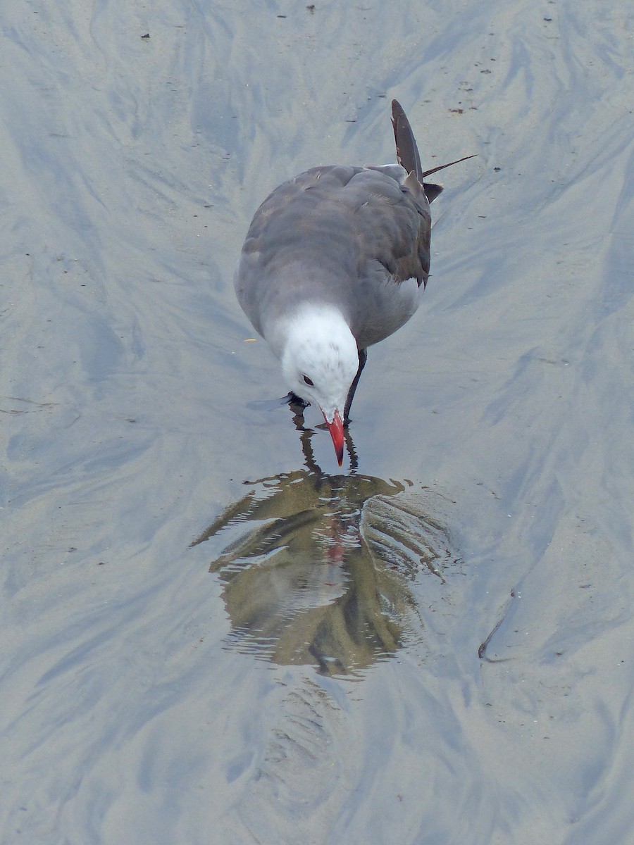 Heermann's Gull - ML581946411