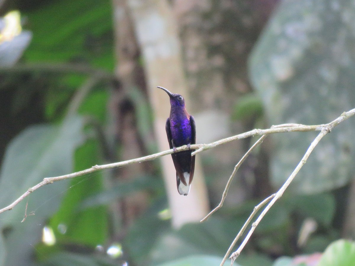 kolibřík fialkový - ML58194681