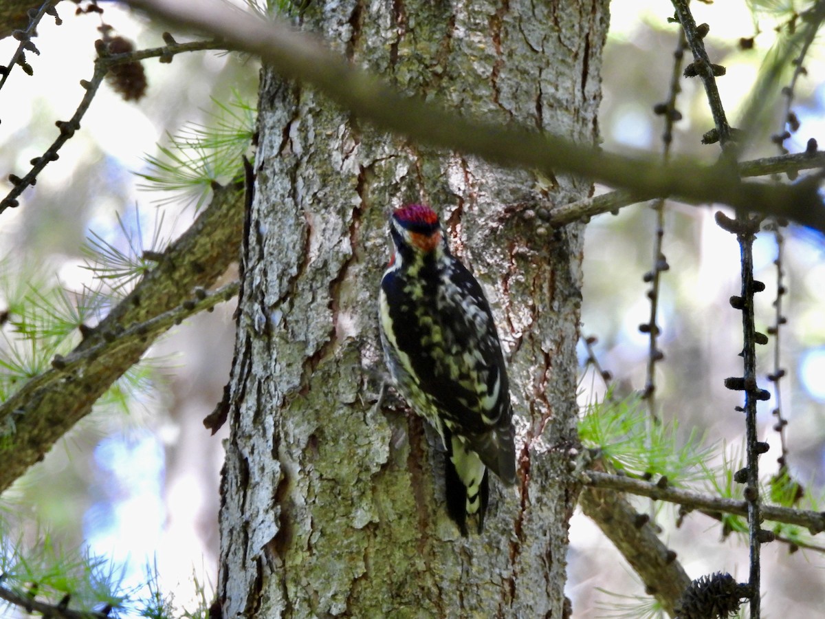 Red-naped Sapsucker - ML581946991