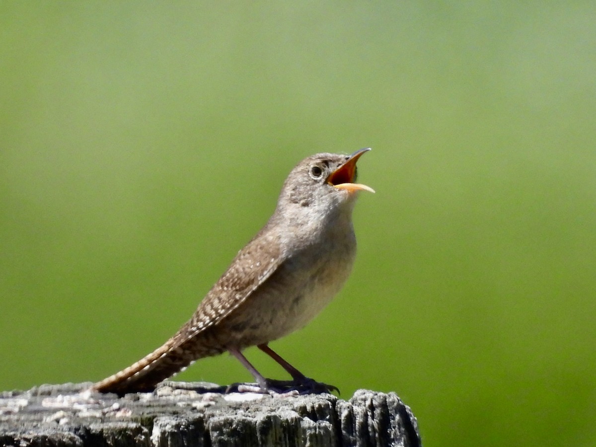 House Wren - ML581947321