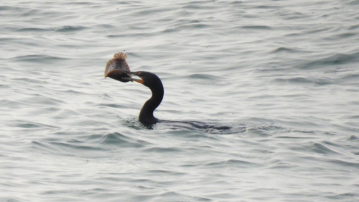 Double-crested Cormorant - ML581947371