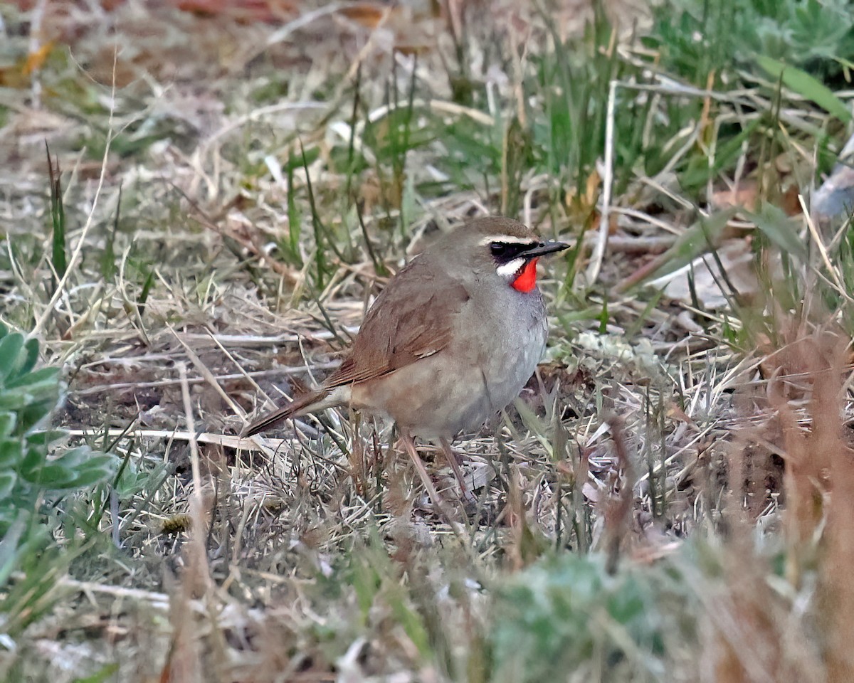 Siberian Rubythroat - ML581947801