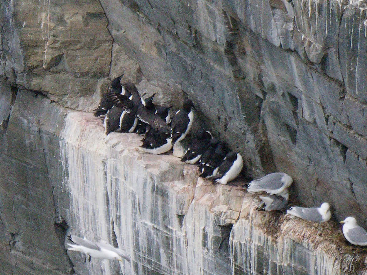 Thick-billed Murre - ML581948271