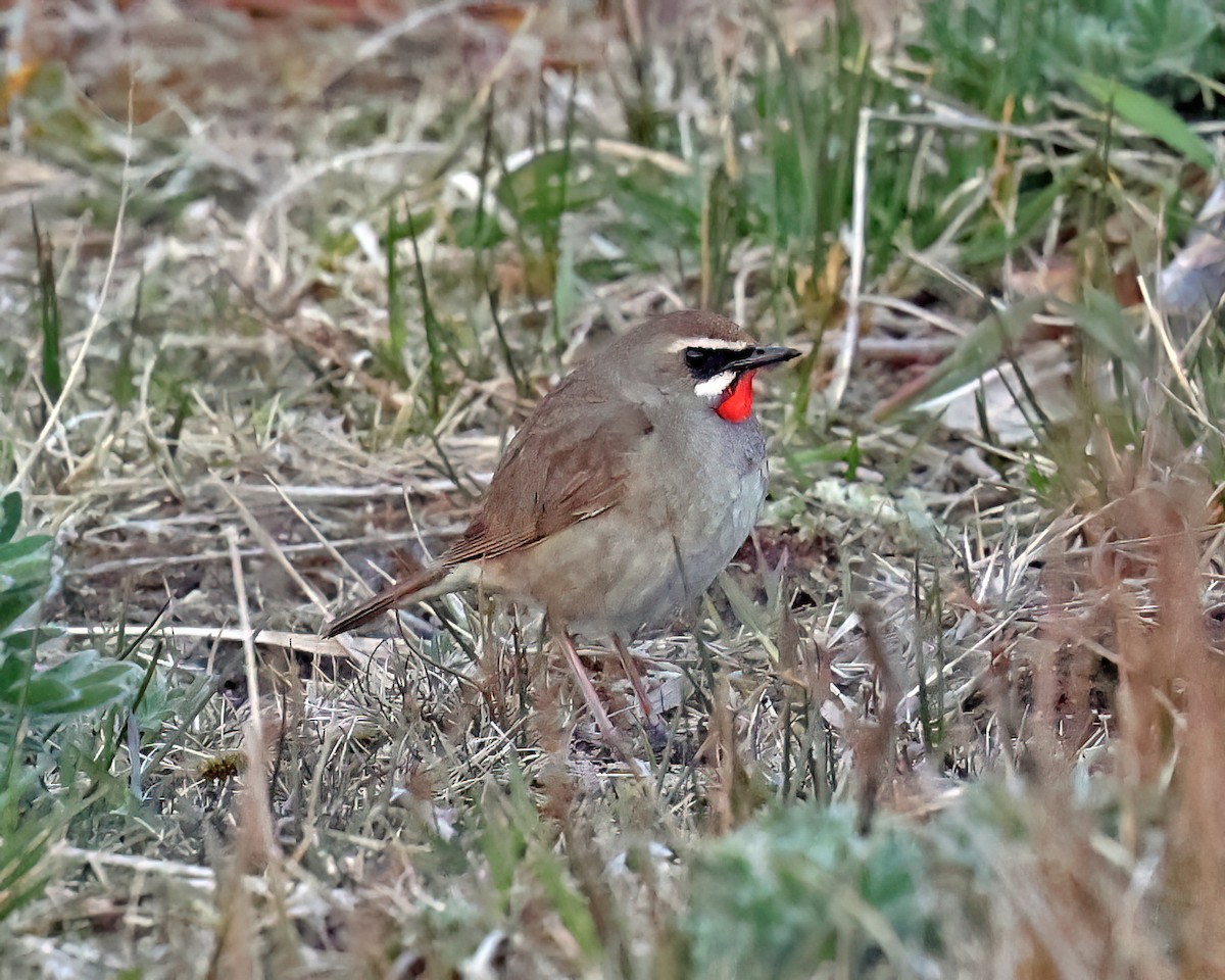 Siberian Rubythroat - David McQuade