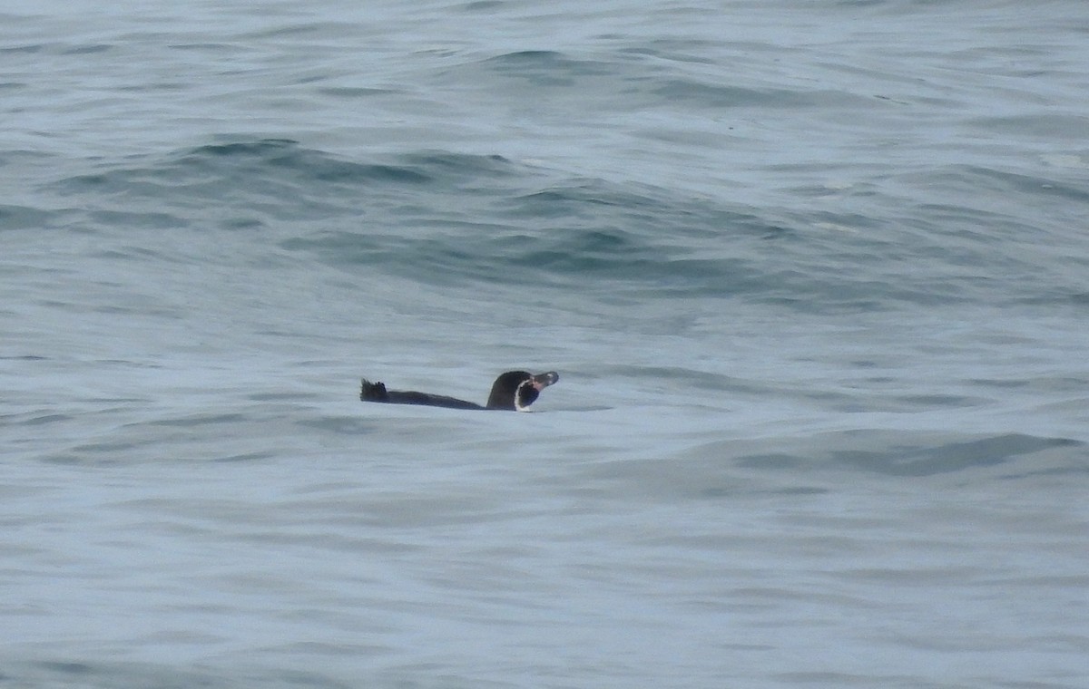 tučňák Humboldtův - ML581948621