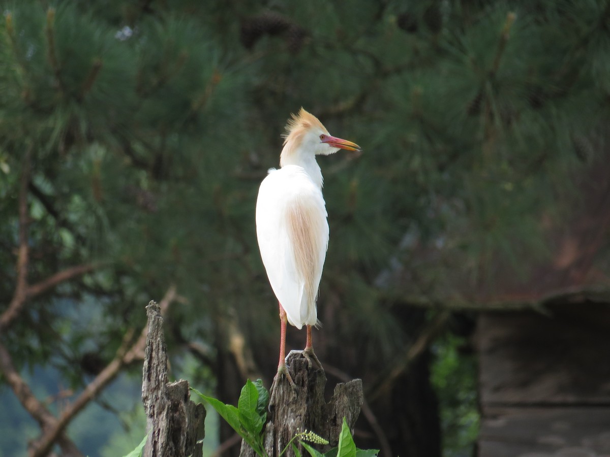 Western Cattle-Egret - ML581948721