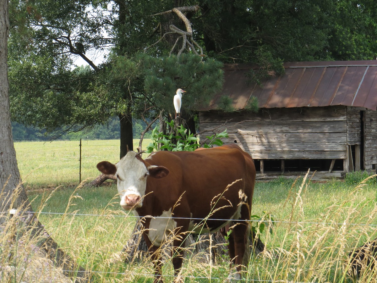 Western Cattle-Egret - ML581948731