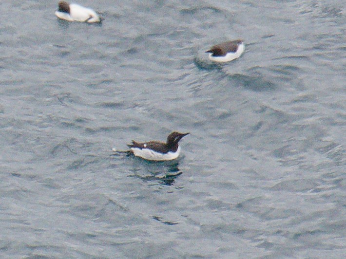 Guillemot de Brünnich - ML581948861