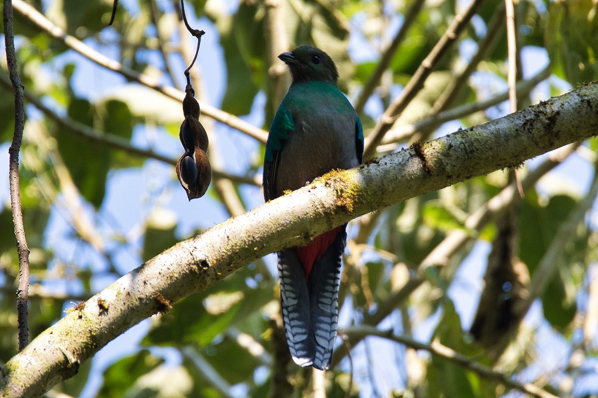 Resplendent Quetzal - ML581949161