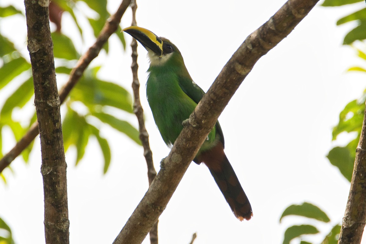 Northern Emerald-Toucanet - ML581949431