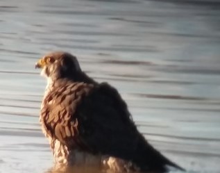 ハヤブサ - ML581950071