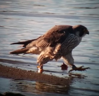 ハヤブサ - ML581950131