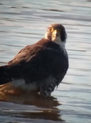 ハヤブサ - ML581950161