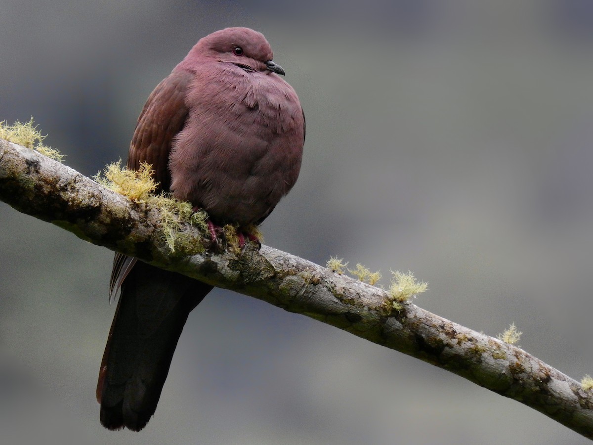 Ruddy Pigeon - Esteban Poveda