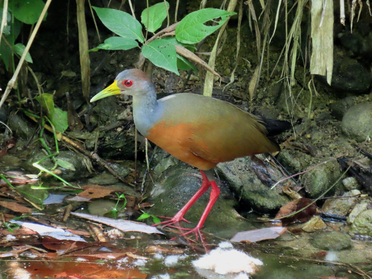 Gray-cowled Wood-Rail - Thore Noernberg