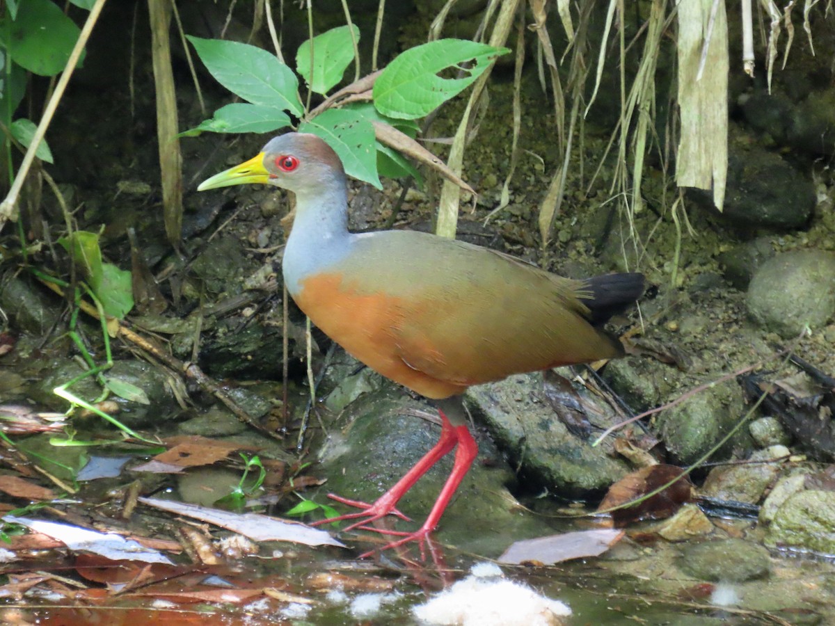 Gray-cowled Wood-Rail - ML581951721