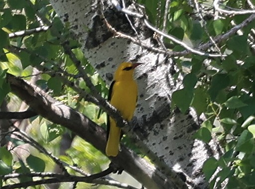 Indian Golden Oriole - ML581951881