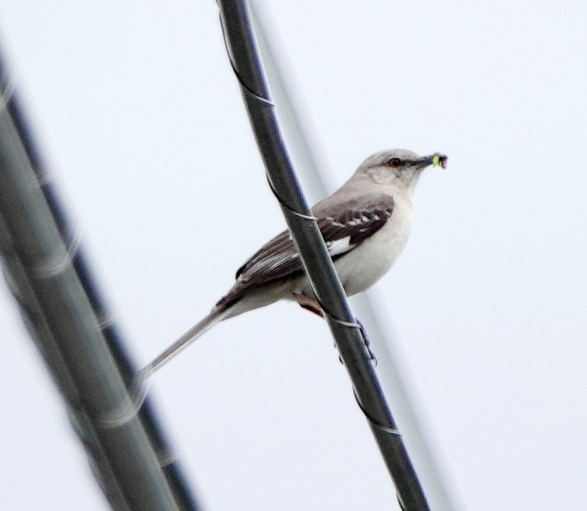 Northern Mockingbird - ML581952881