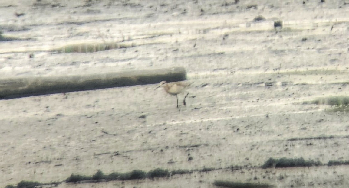 Phalarope de Wilson - ML581953001