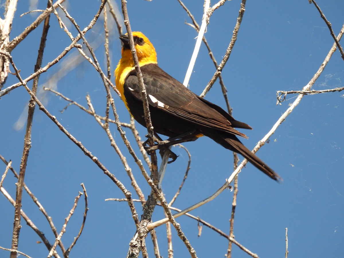 Yellow-headed Blackbird - ML581954221