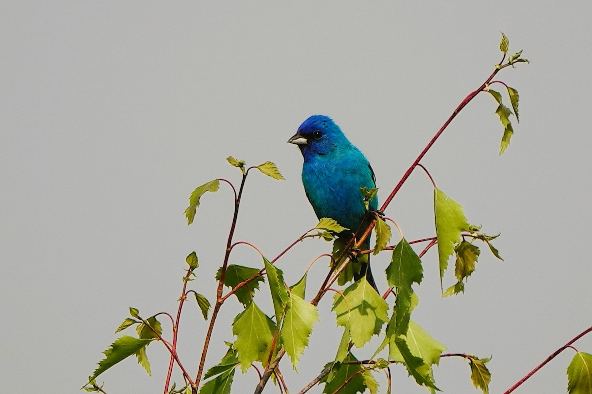 Indigo Bunting - ML581954291